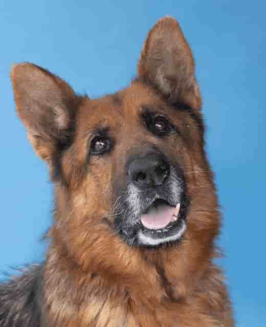 He was adopted!