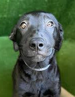 She was adopted!